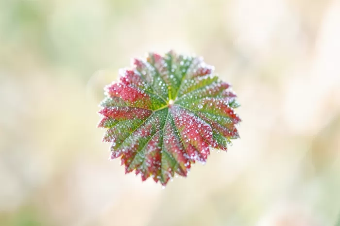 Frosted Berry