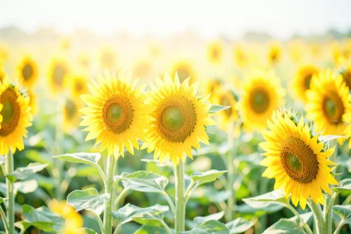 Field Of