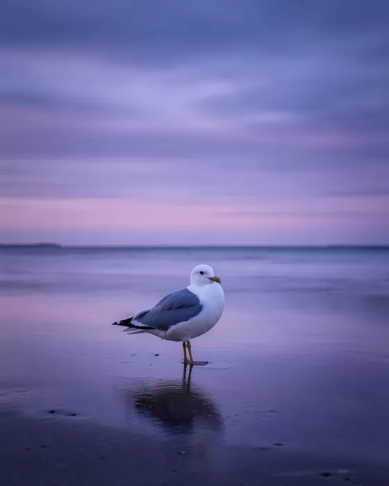 Silk Shore