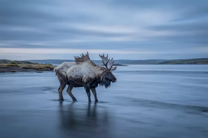 Northern Pause