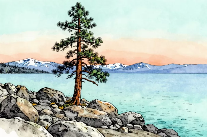 Emerald Pine