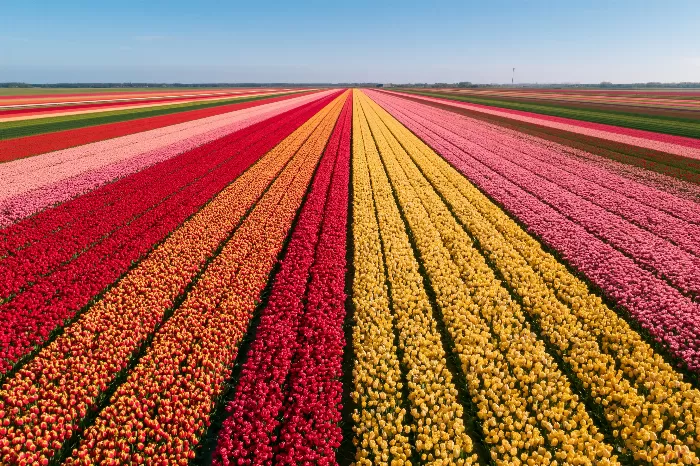 Tulip Horizon