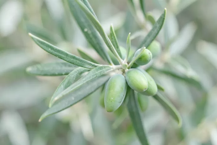 Olive Cluster