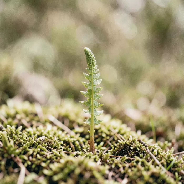 Fiddlehead Fern