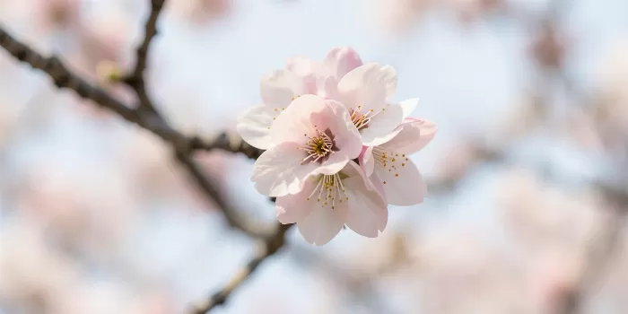 Blossom Cluster II