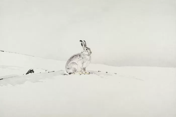 Still Hare