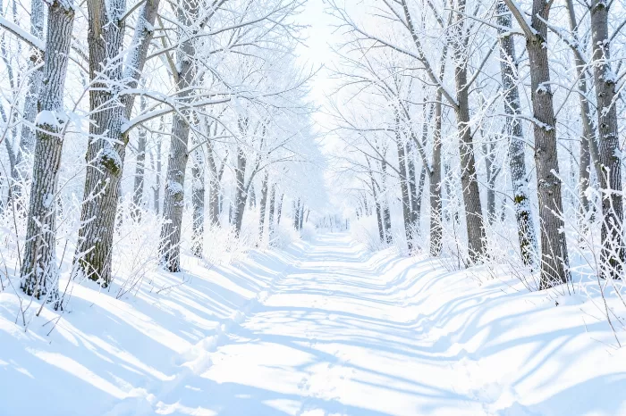 Snowy Trail