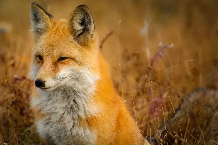 Hidden Fox