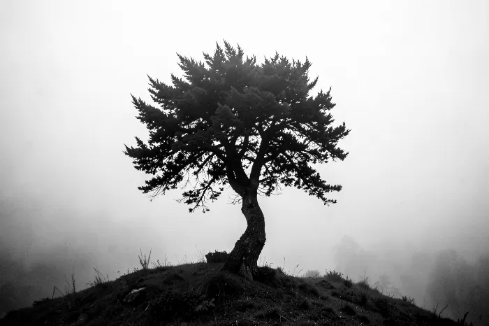 Cypress Mist