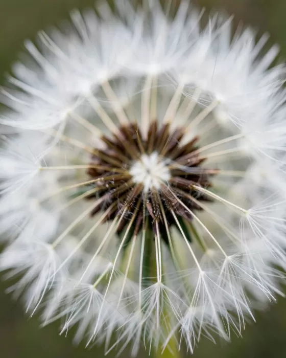 Seed Globe
