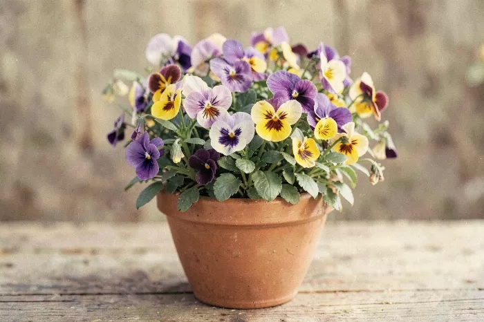 Pansy Pot