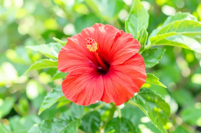 Hibiscus Light