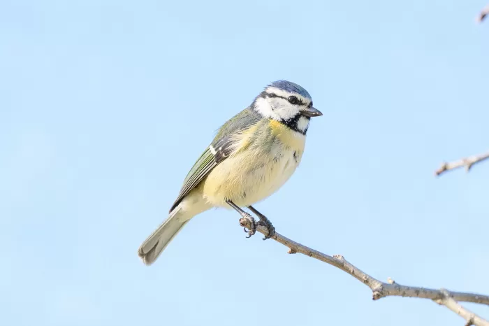 Chickadee Sky