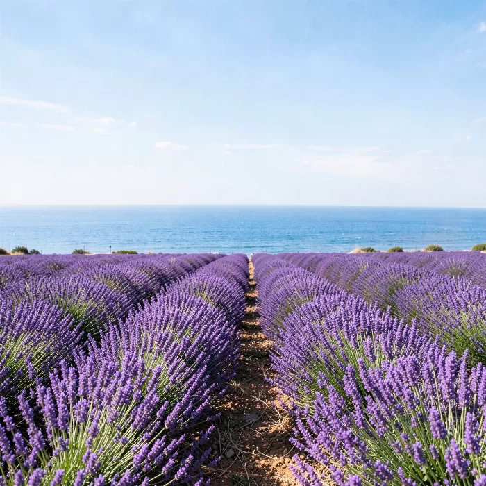Provençal Shore
