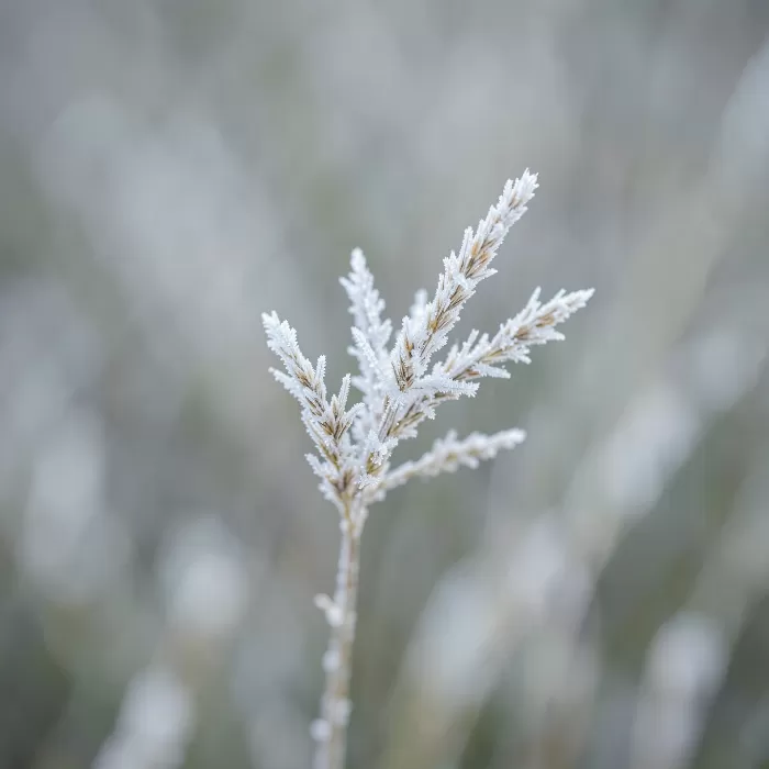 Frost Crystal