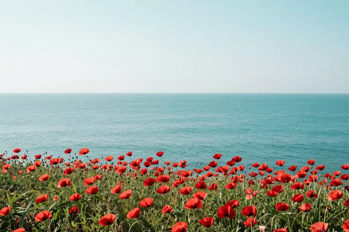 Cliff Poppies