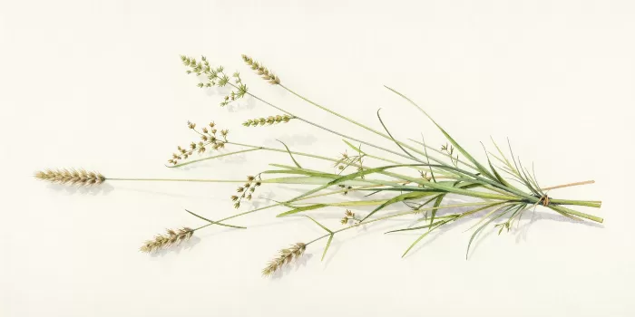 Wild Grass