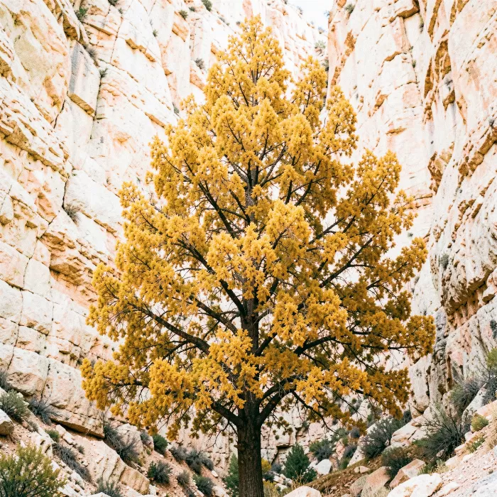 Canyon Gold