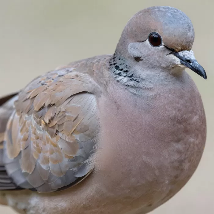Soft Dove
