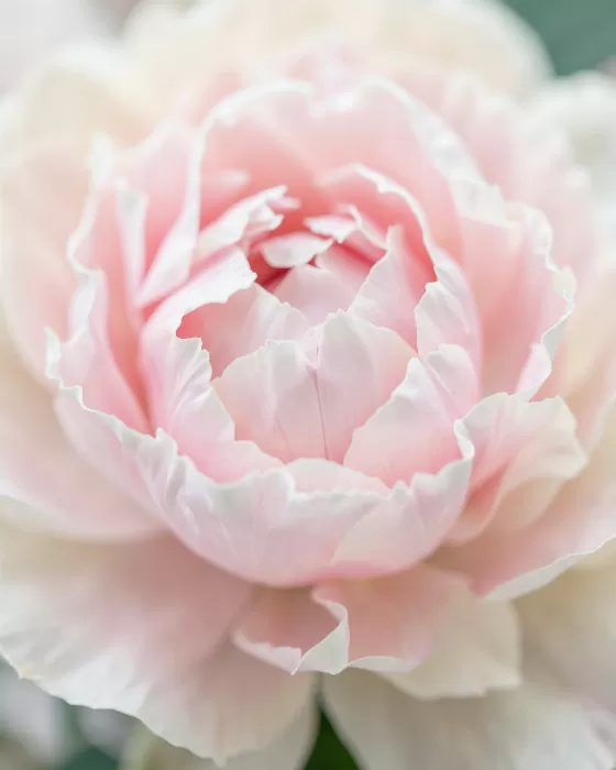 Petal Silk