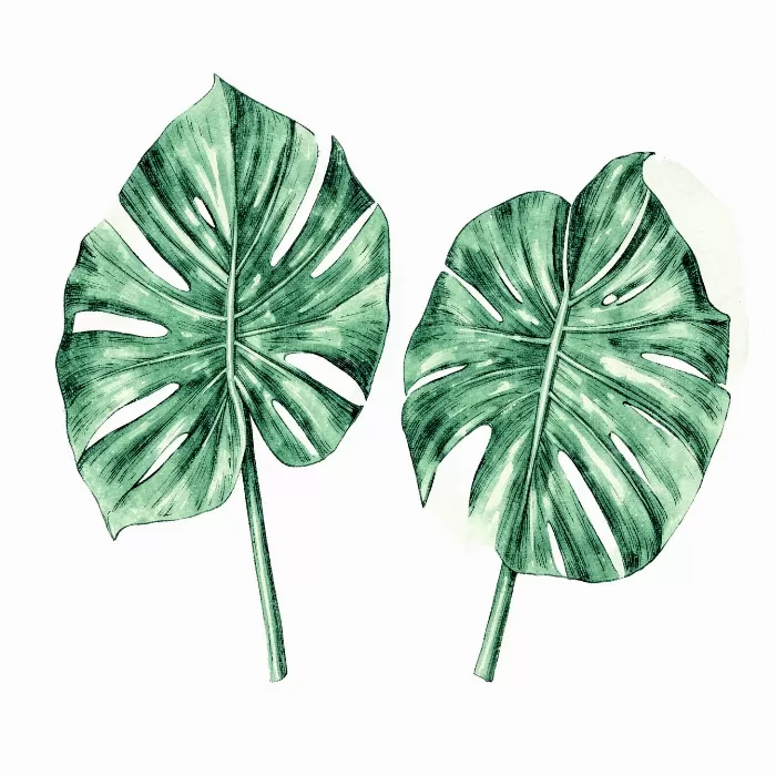 Monstera Duo