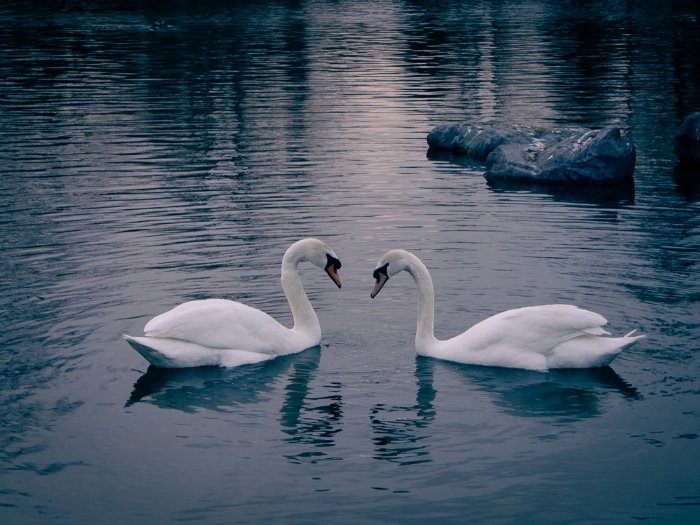 Bowring Park Swans - Newfoundland art print