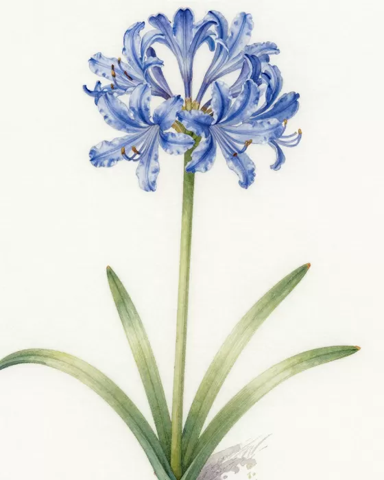 Camas Bloom