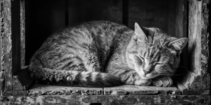 Silver Whiskers