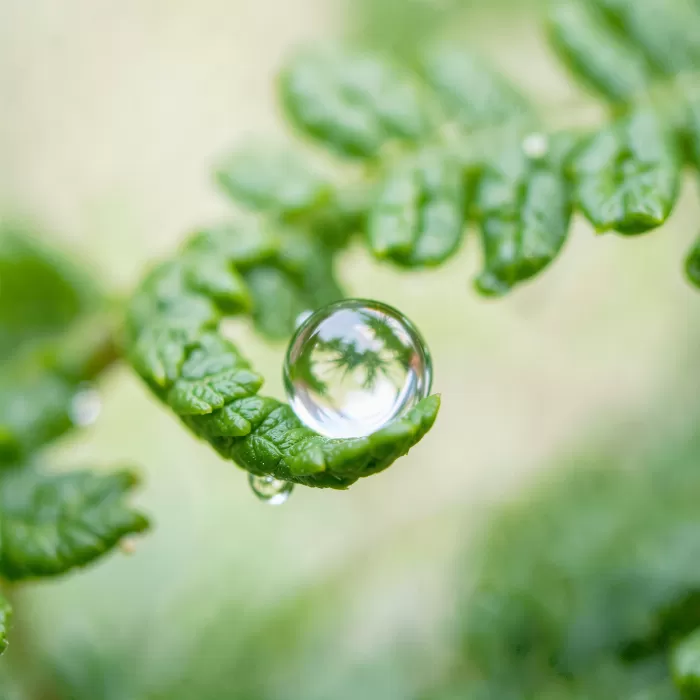 Dewdrop Fern
