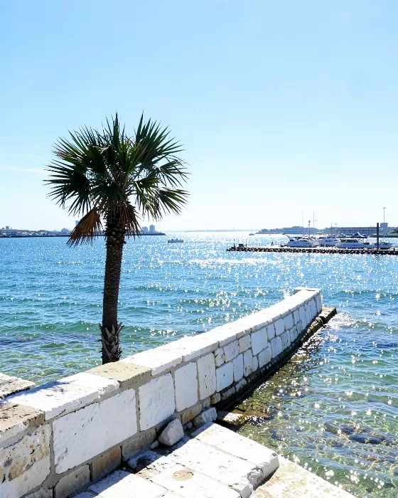 Battery Palm