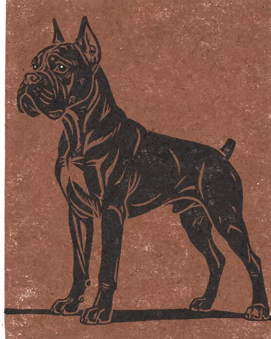 Boxer Profile
