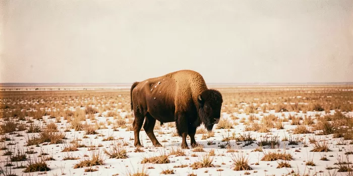 Snow Dusted