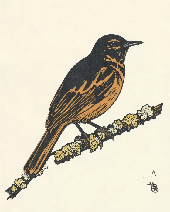 Perched Wren
