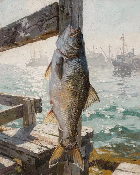 Harbour Cod