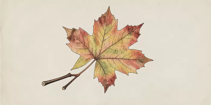 Ochre Maple