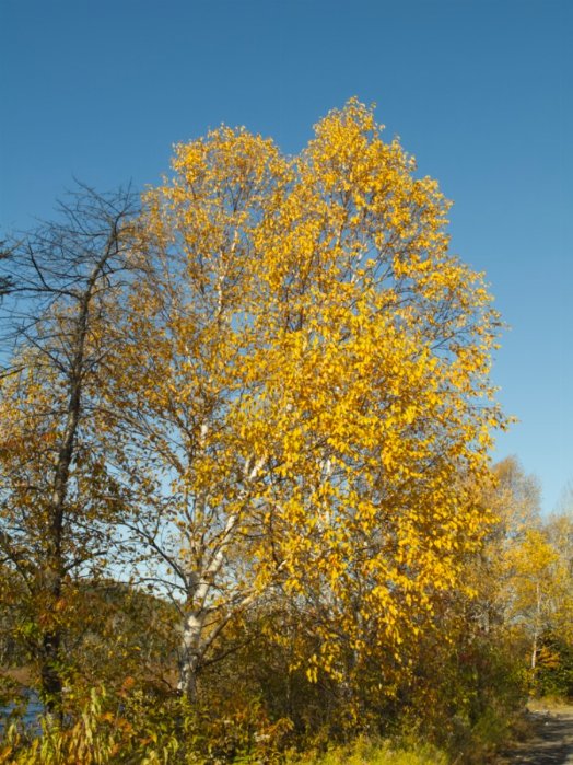 Autumn Yellow - Newfoundland art print