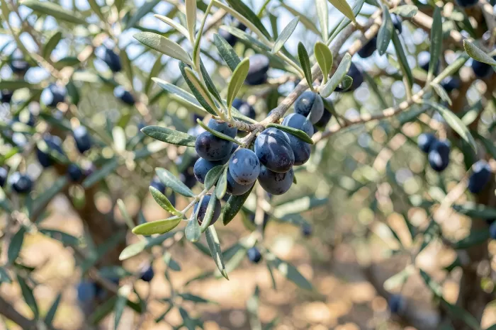 Cretan Olives