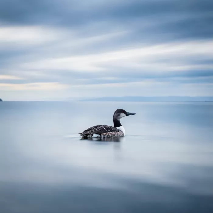 Glassy Calm