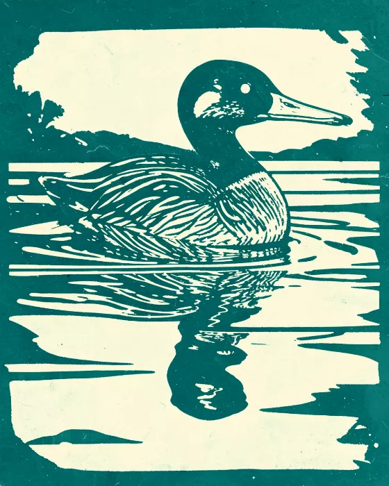 Loon Reflection