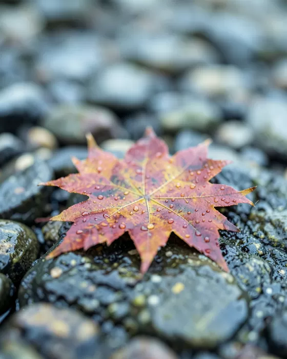 Maple On Stone