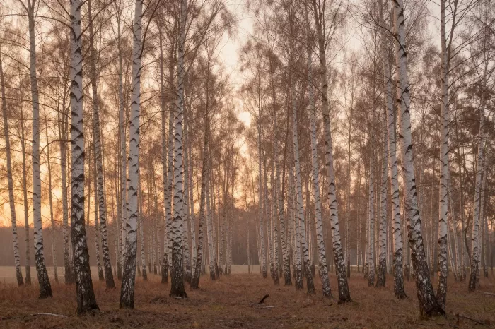 Sunlit Birches