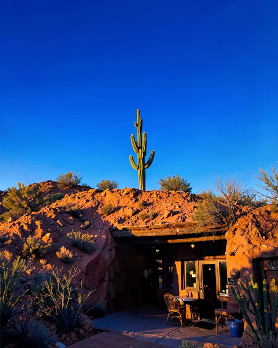 Ridge Cactus