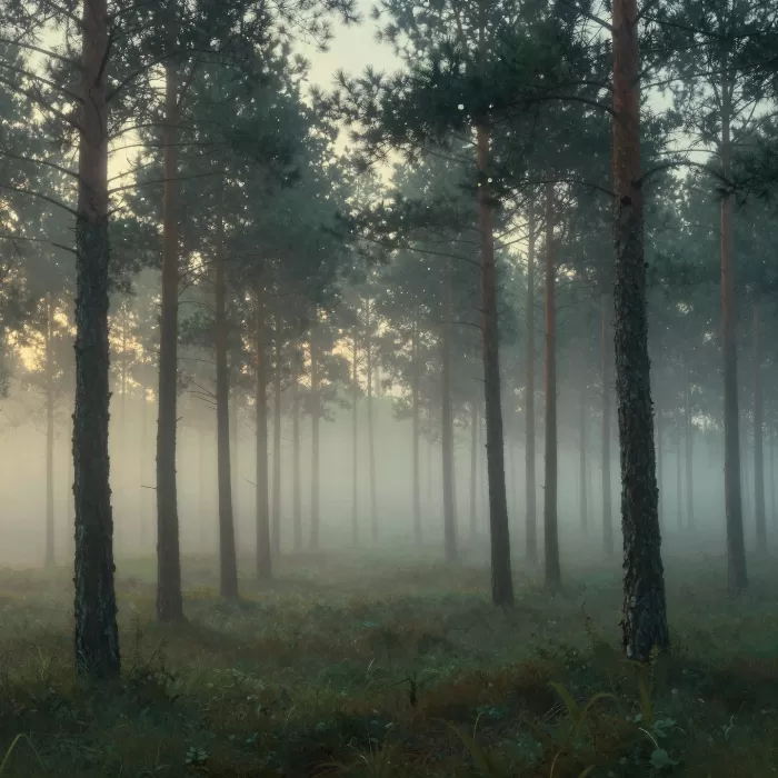 Dawn Pines
