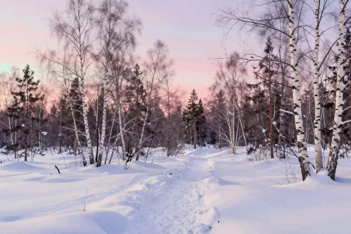 Snowy Forest