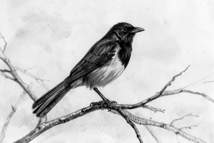 Magpie Study