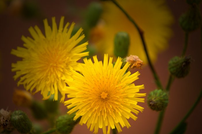 Field Sow Thistle - Newfoundland art print