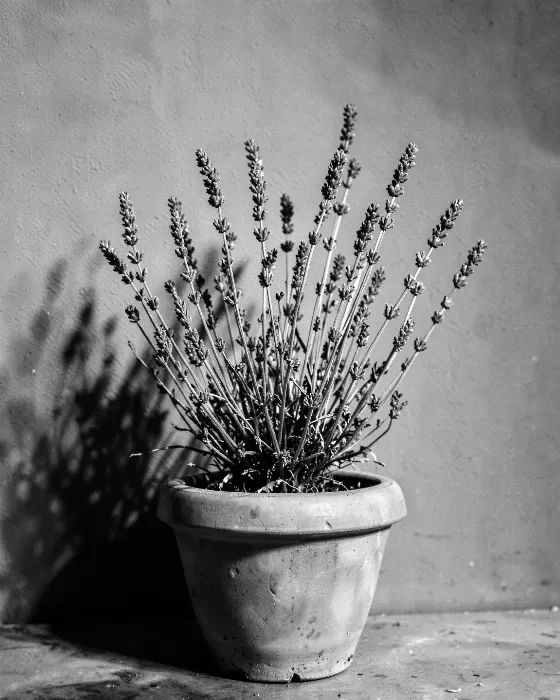 Monochrome Lavender