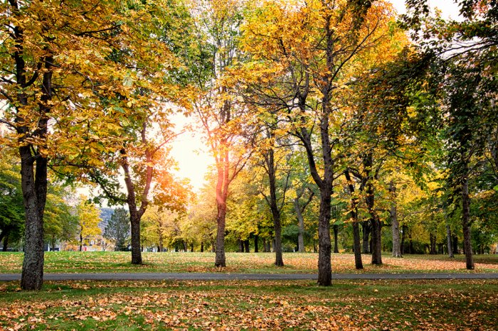 Fall At Bannerman II - Newfoundland art print