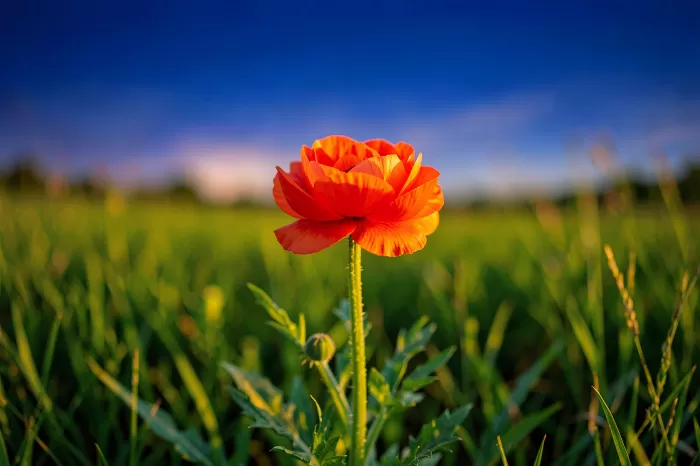 Meadow Ranunculus