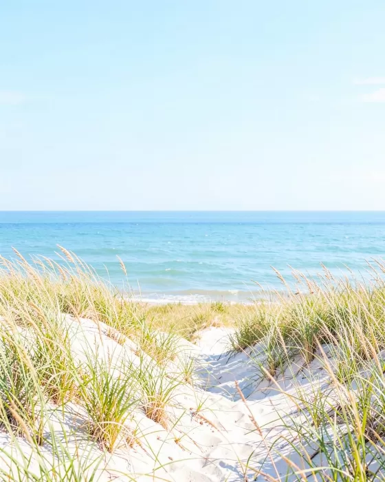 Beach Grass